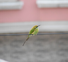 bird on the wire. bee eater bird sitting on wire