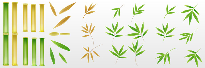 Set of realistic 3D bamboo tree leaf and stem stick elements design for background decoration. Fresh green and dried brown color.