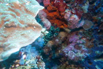 フィリピン、ビサヤ地方、ボホール州、パングラオ島近くのバリカサグ島でダイビングをした時の風景  Scenery during a dive at Balicasag Island near Panglao Island, Bohol, Visayas, Philippines. 