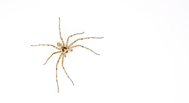 spider on white background, hunter, dangerous animal