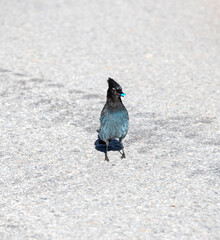 A Steller's Jay. Taken in Alberta, Canada