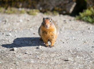 Naklejka na ściany i meble A Columbia Ground Squirrel looking at the camera. Taken in Alberta, Canada