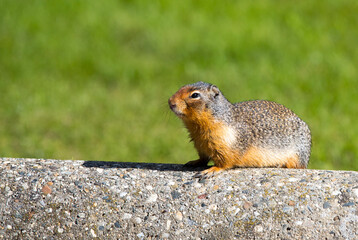 A Columbia Ground Squirrel sitting on a rock. Taken in Canada