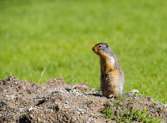 Naklejka na ściany i meble A Columbia Ground Squirrel standing. Taken in Canada