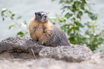 A Yellow bellied Marmot on a rock. Taken in British Columbia, Canada