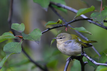immature yellow warbler