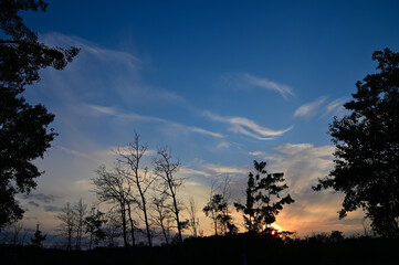 summer sunset silhouette of  trees
