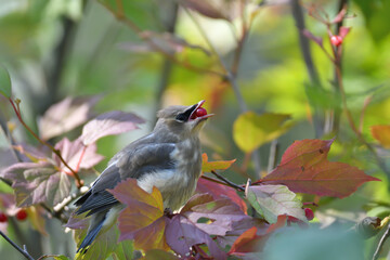 immature cedar waxwing bird 