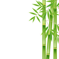 Realistic green bamboo tree leaf on white square background. Image illustration