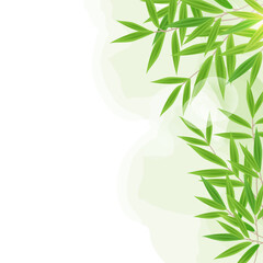 Realistic green bamboo tree leaf with watercolor on white square background.