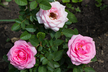 Three luxurious pink roses on a background of glossy dark green foliage of the bush. Copy space. Artistic image - floral design for poster, greeting card, postcard or floriculture concept