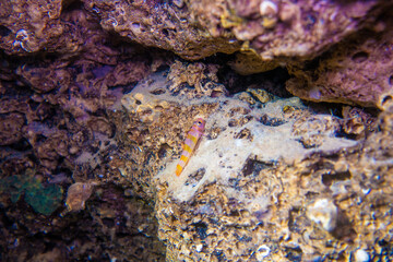 フィリピン、セブ島近くのマクタン島でダイビングしている風景 Scenery of diving in Mactan Island near Cebu, Philippines. 