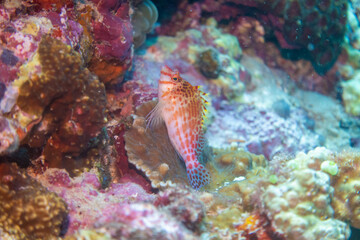 フィリピン、セブ島近くのマクタン島でダイビングしている風景 Scenery of diving in Mactan Island near Cebu, Philippines. 
