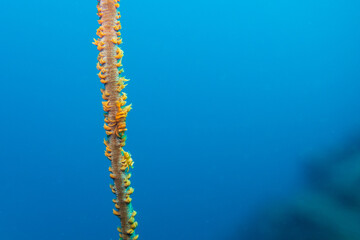 フィリピン、セブ島近くのマクタン島でダイビングしている風景 Scenery of diving in Mactan Island near Cebu, Philippines. 