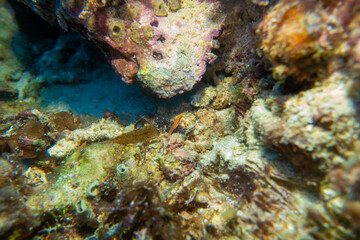 フィリピン、セブ島近くのマクタン島でダイビングしている風景 Scenery of diving in Mactan Island near Cebu, Philippines. 
