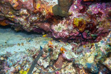 Obraz na płótnie Canvas フィリピン、セブ島近くのマクタン島でダイビングしている風景 Scenery of diving in Mactan Island near Cebu, Philippines. 