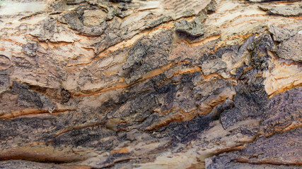 tree bark, texture, wood background

nature conservation, green eco-friendly lifestyle, sunny morning, copy space.
