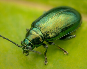 Close-up image of a Green Dock Beetle (Gastrophysa viridula).