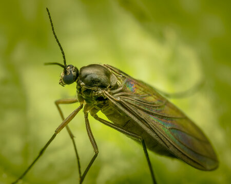 Macrophotography of a fly Fungus Gnat with natural green background.
