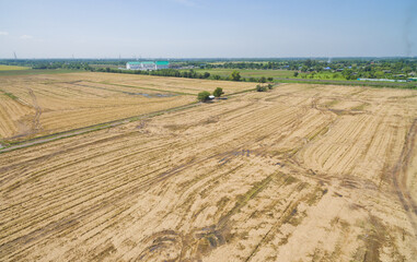 Obraz premium Field rice with landscape green pattern nature background 