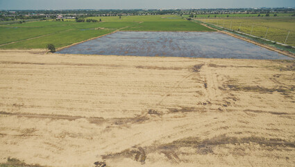 Field rice with landscape green pattern nature background
