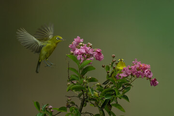 Beautiful Colibri bird sipping honey flower with colorful bokeh background.