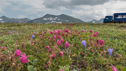 On the alpine meadows, among the green grass, pink Kamchatka rhododendrons and purple bluebells bloom. A picturesque mountain range against the sky. A fragment of a car is visible on the hill.