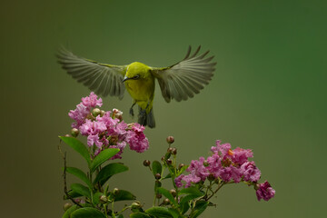Beautiful Colibri bird sipping honey flower with colorful bokeh background.