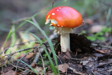 Close-up shot of a mushroom in the forest