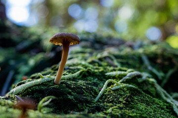 mushroom in the forest