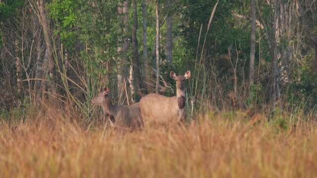 Two female individuals looking in opposite directions for possible predators before they start grazing again; Sambar Deer, Rusa unicolor, Phu Khiao Wildlife Sanctuary, Thailand.