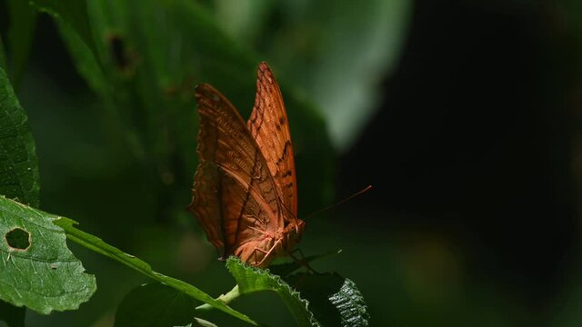 A close up of a Thai Cruiser, Vindula erota, facing the camera while flapping its wings during a hot summer day in a rainforest; Kaeng Krachan National Park, UNESCO World Heritage, Thailand.