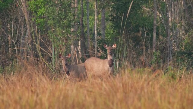 Two females zoomed out at the edge of the forest, sores on their necks watching intensely for predators during a hot summer morning; Sambar Deer, Rusa unicolor, Phu Khiao Wildlife Sanctuary, Thailand.