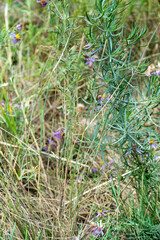 green grass in the forest. dry grass