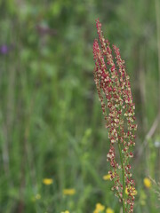 A close up of a flower garden