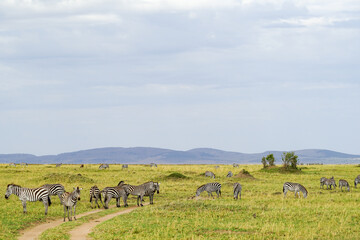 Magnificent landscape of the savanna with zebra herds under wide skies (Kenya, Masai Mara National...