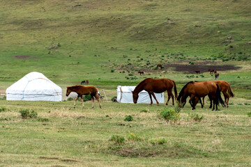 Fototapeta na wymiar horses graze in the meadow. horses graze at the foot of the mountains. pets walk in the steppe
