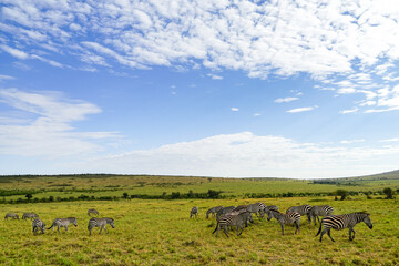 Landscape of the African savanna with beautiful blue skies and zebra herds (Masai Mara National Reserve, Kenya)