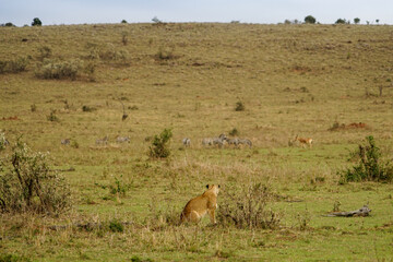 Obraz na płótnie Canvas Female lion aiming for prey zebras (Masai Mara National Reserve, Kenya)