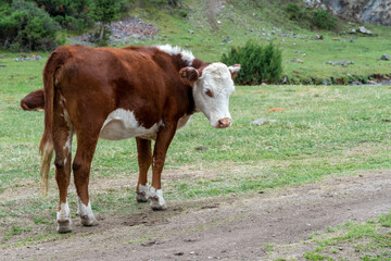 Fototapeta na wymiar cows graze in the meadow. cows graze at the foot of the mountains. pets walk in the steppe