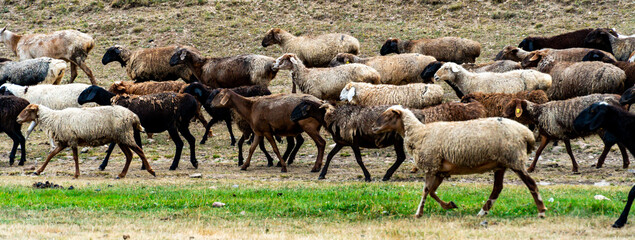 sheep graze in the meadow. sheep graze at the foot of the mountains. pets walk in the steppe