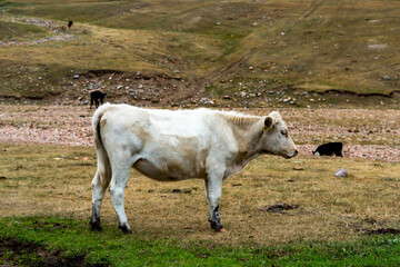 cows graze in the meadow. cows graze at the foot of the mountains. pets walk in the steppe