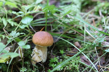 Close-up shot of a mushroom in the forest