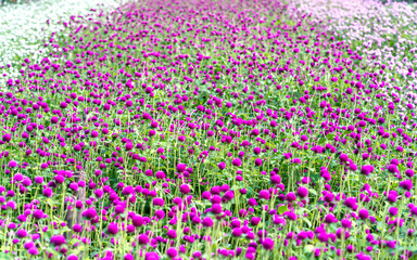 The purple Globe Amaranth flower field blooms in the eco-tourism area. Flowers are used to decorate the way to create a cool landscape for people's living space