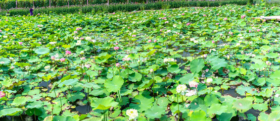 Lotus fields bloom in an eco-tourism area in the peaceful countryside of western Vietnam