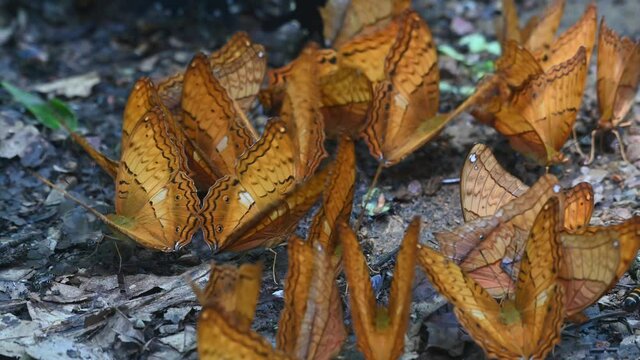 A kaleidoscope of Thai Cruiser, Vindula erota, feeding on minerals on the forest ground in Kaeng Krachan National Park, UNESCO World Heritage, Thailand.