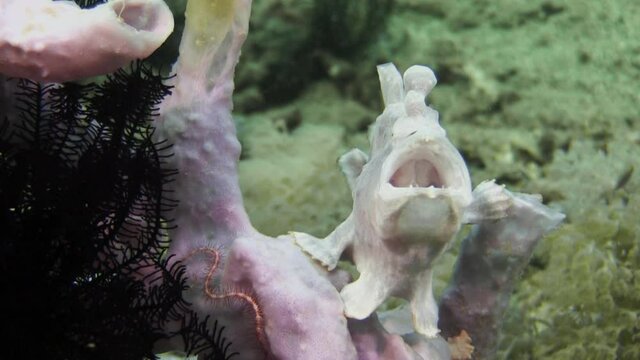pale lilac version of painted frogfish sitting on a sponge or coral,  yawning