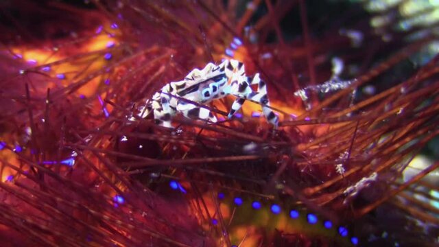Detail of zebra urchin crab climbing between the spines of radiant sea urchin, closeup shot
