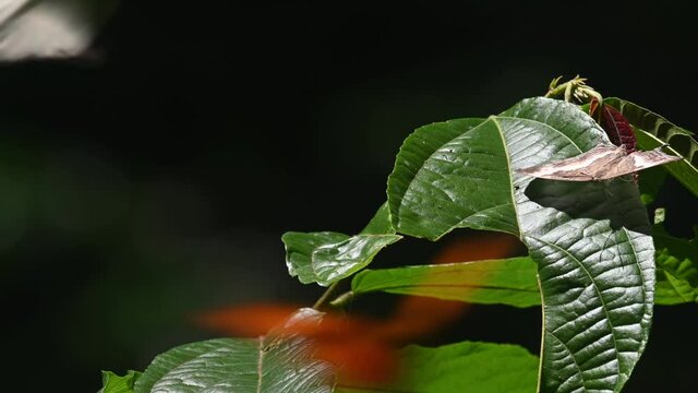 Facing the right while perched on a leaf and then flies away as a Marbled Map, Cyrestis cocles, arrives; Orange Albatross, Appias nero, Kaeng Krachan National Park, UNESCO World Heritage, Thailand