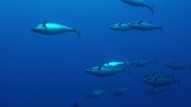 A group of Tuna Fish (Scombridae) passing in the deep blue ocean